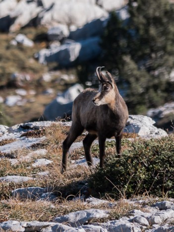 Chamois (Chèvre)