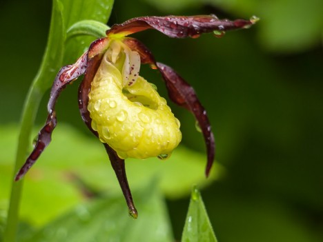 Rosée sur un Sabot de Vénus