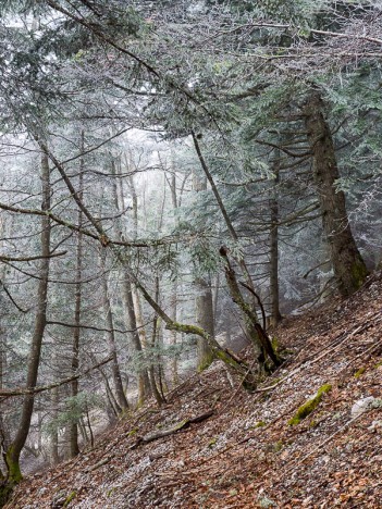 Givre dans la Forêt de Clelles