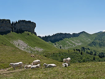 Vaches au Col de la Sure