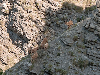 Capra ibex ibex, Linné 1758. Bouquetins des Alpes