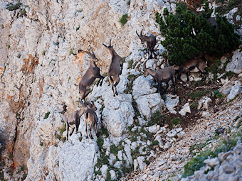 Capra-ibex, bouquetins du Pas de la Selle