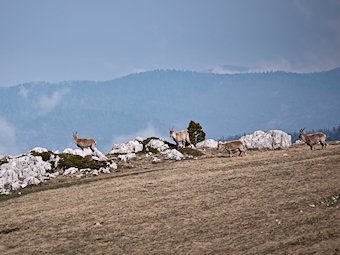 Bouquetins des Aiguillettes - capra-ibex