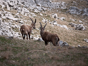 Bouquetins de Montaveilla - capra-ibex