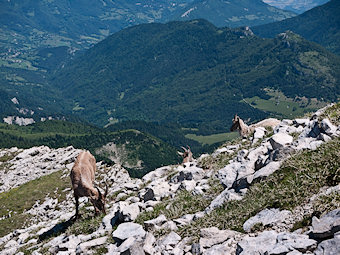 capra-ibex, étagne suitée de deux cabris