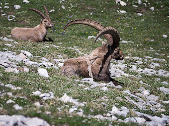 Capra ibex, bouquetins