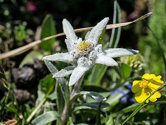 Edelweiss, Leontopodium alpinum