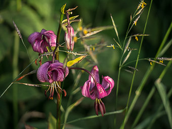 Lis Martagon, Lilium martagon