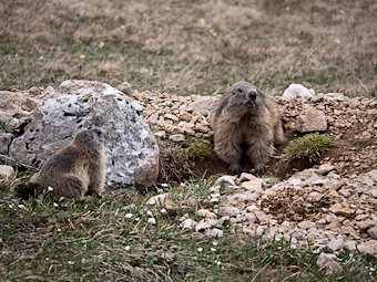 Marmottes près de leur terrier – Marmota-marmota