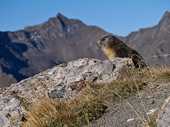 La marmotte du Pic de l'Aigle