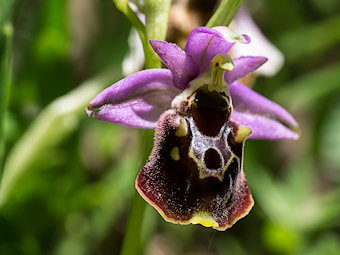 Ophrys de la Durance, O. druentica