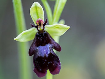 Ophrys mouche, Ophrys insectifera