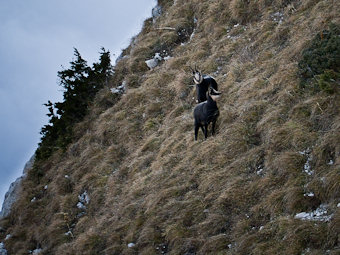 Rupicapra-rupicapra, Chamois du Pic des Mémises