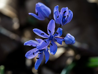 Fleurs de Scille à deux feuilles