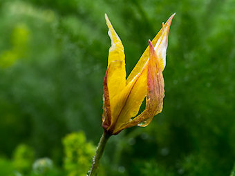 Tulipe méridionale ou australe, Tulipa australis