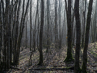 Le bois de la Vallée Goffeau, Druyes-les-Belles-Fontaines