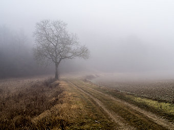 Arbre dans le brouillard, Molesmes