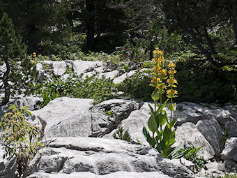 Gentiana lutea L., Gentiane Jaune