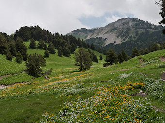 Tête Chevalière