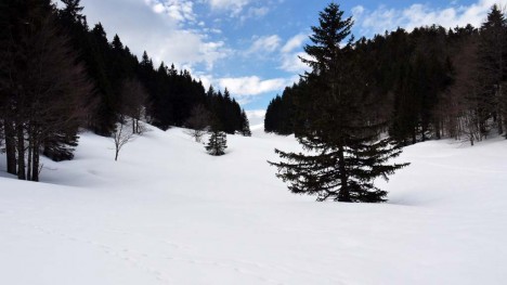 090401-chartreuse-alienard-prairie.jpg