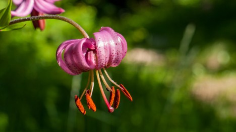 090610-lilium-martagon-aps-col-banchet.jpg