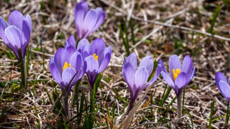 110401-crocus-vernus-hill-1103.jpg