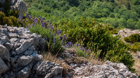 110710-mgnelure-montagne-mare-lavande.jpg