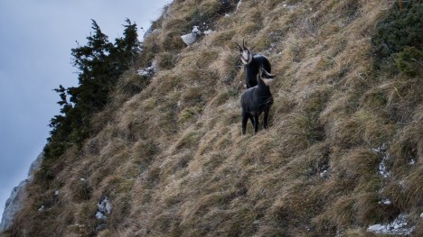 111116-rupicapra-rupicapra-chablais-pic-memises.jpg