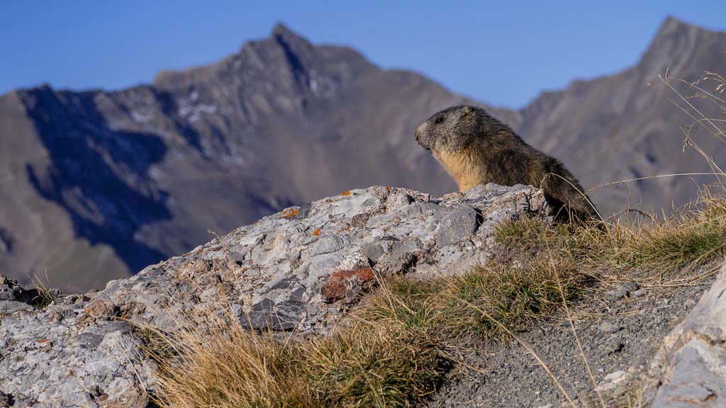 111002-marmota-marmotte-cerces-col-rochilles.jpg