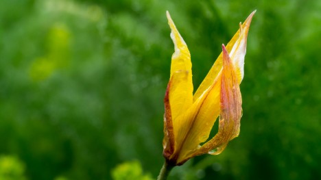 120604-tulipa-australis-fleur-vercors-pas-essaure.jpg