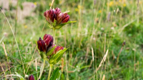 120803-gentiana-purpera-fleur-chablais-pointe-benevent.jpg
