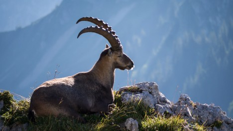 120810-capra-ibex-bouquetins-chablais-pointe-pavis-2.jpg