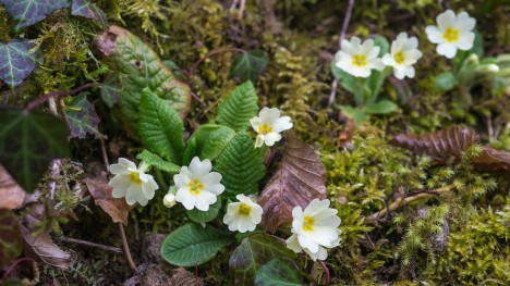 130307-primula-vulgaris-aps-ruisseau-grenant.jpg