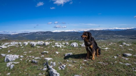Au Sommet de Calern, chien