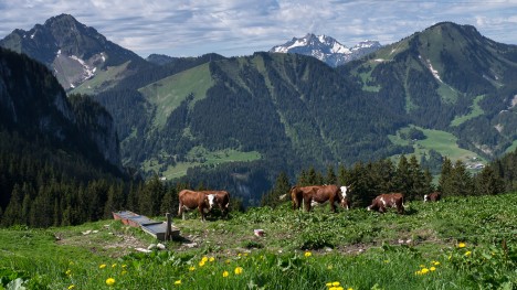 Les vaches d'Abondance des chalets d'Autigny