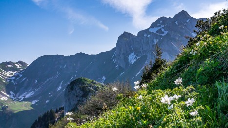 130617-chablais-pointe-lachau-cornettes-bise-fleurs.jpg