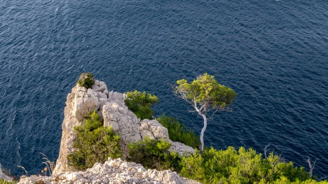 Pin d'Alep, Calanque de Morgiou