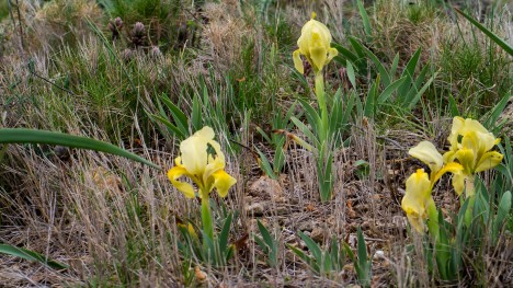 Iris nain ou Iris lutescens