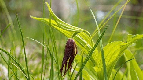 Sabot de vénus (Chartreuse)