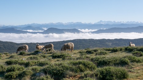 Moutons au Sommet du Viériou