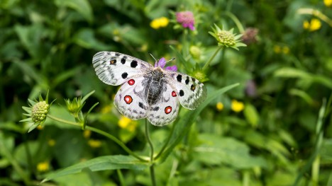 Apollon, Parnassius apollo