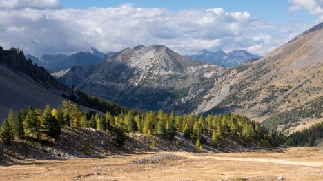 Les mélèzes du Vallon Albert