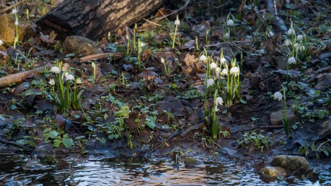 Nivéole de printemps