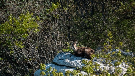Chamois de Saint-Martin