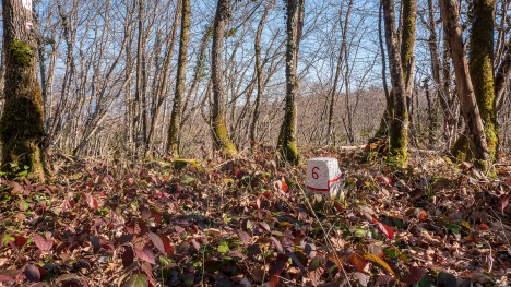 Borne de limite forestière