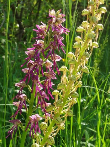 Orchis homme-pendu, mai 2022