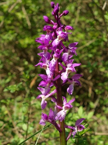 Orchis mâle, avr. 2022