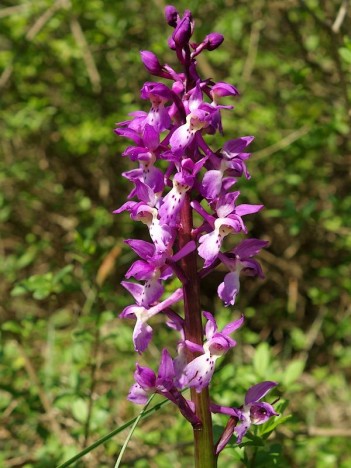 Orchis mâle, avr. 2022