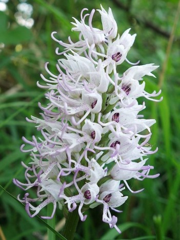 Orchis singe, mai 2022