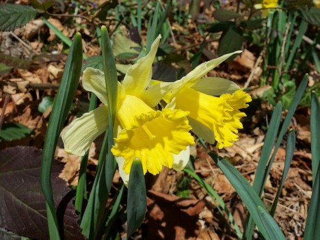 Jonquilles